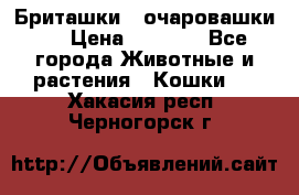 Бриташки - очаровашки.  › Цена ­ 3 000 - Все города Животные и растения » Кошки   . Хакасия респ.,Черногорск г.